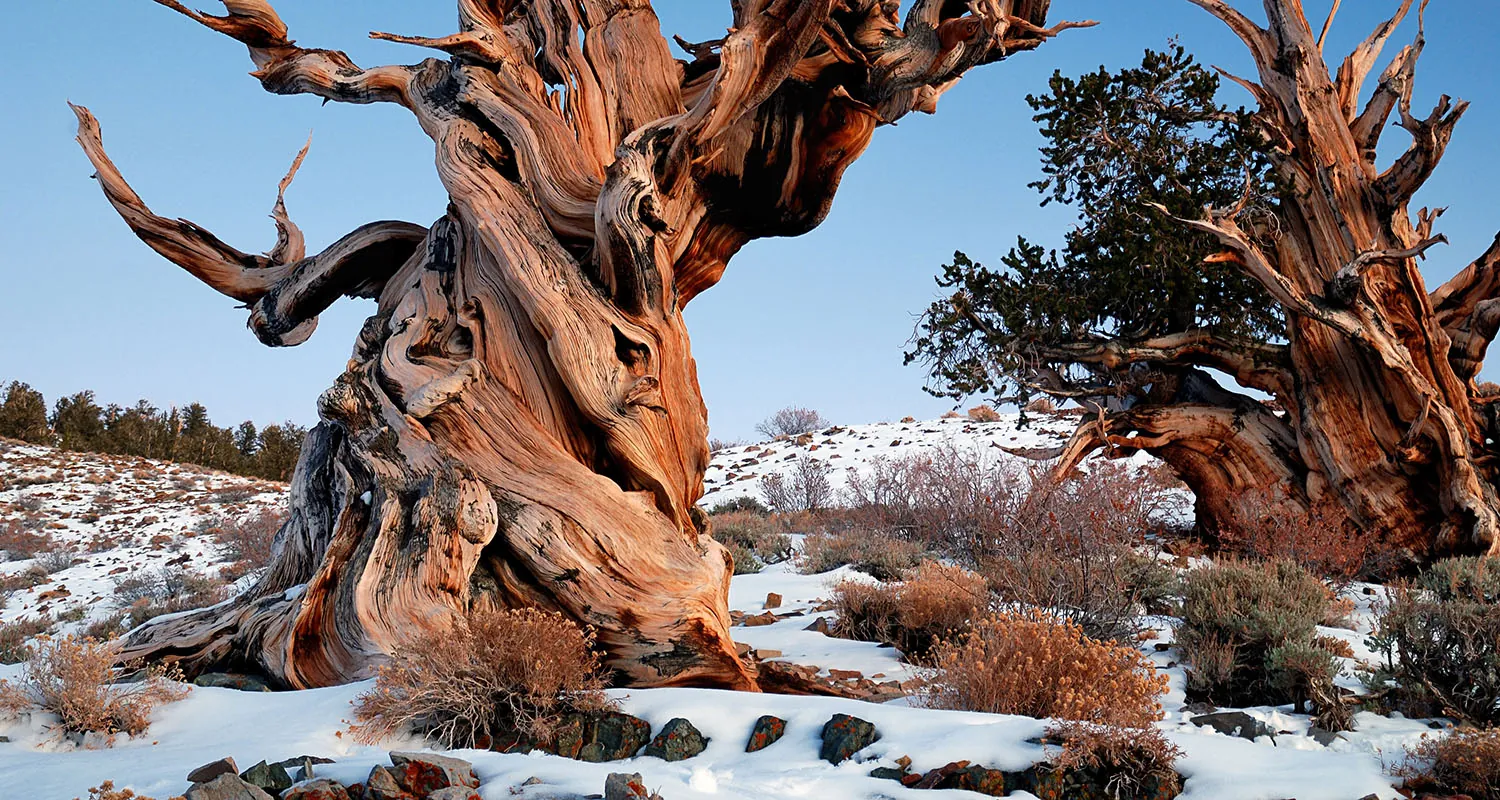 A photograph of a bristlecone pine tree. The needles of its branches contain a mixture of organic compounds.