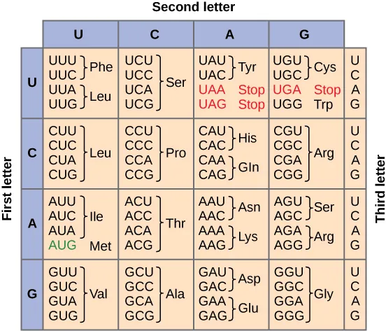 Figure shows all 64 codons. Sixty-two of these code for amino acids, and three are stop codons shown in red. The start codon, AUG, is colored green.