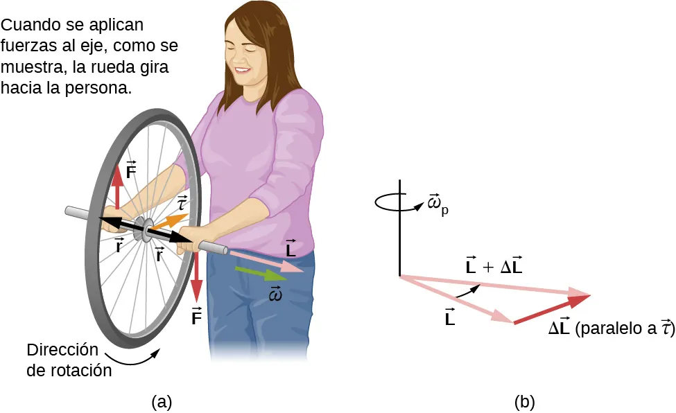 En la Figura a, una mujer, de cara al espectador, sostiene por el eje una rueda de bicicleta de radio r. La rueda está de forma que la velocidad angular omega y el momento angular L están a lo largo de su eje de rotación, a la izquierda de la persona (a la derecha del espectador). Es decir, el movimiento de la rueda es tal que su parte inferior se mueve hacia la persona (hacia la página.) La dirección de la fuerza F aplicada por su mano izquierda se muestra hacia abajo y la de su mano derecha, hacia arriba. El torque tau es hacia la persona (hacia la página.) En la Figura b, se muestra la suma de dos vectores L y delta-L, en paralelo al torque tau. La resultante de los dos vectores se denomina L más delta L. El sentido de rotación, omega sub p, es contrario a las agujas del reloj, visto desde arriba.