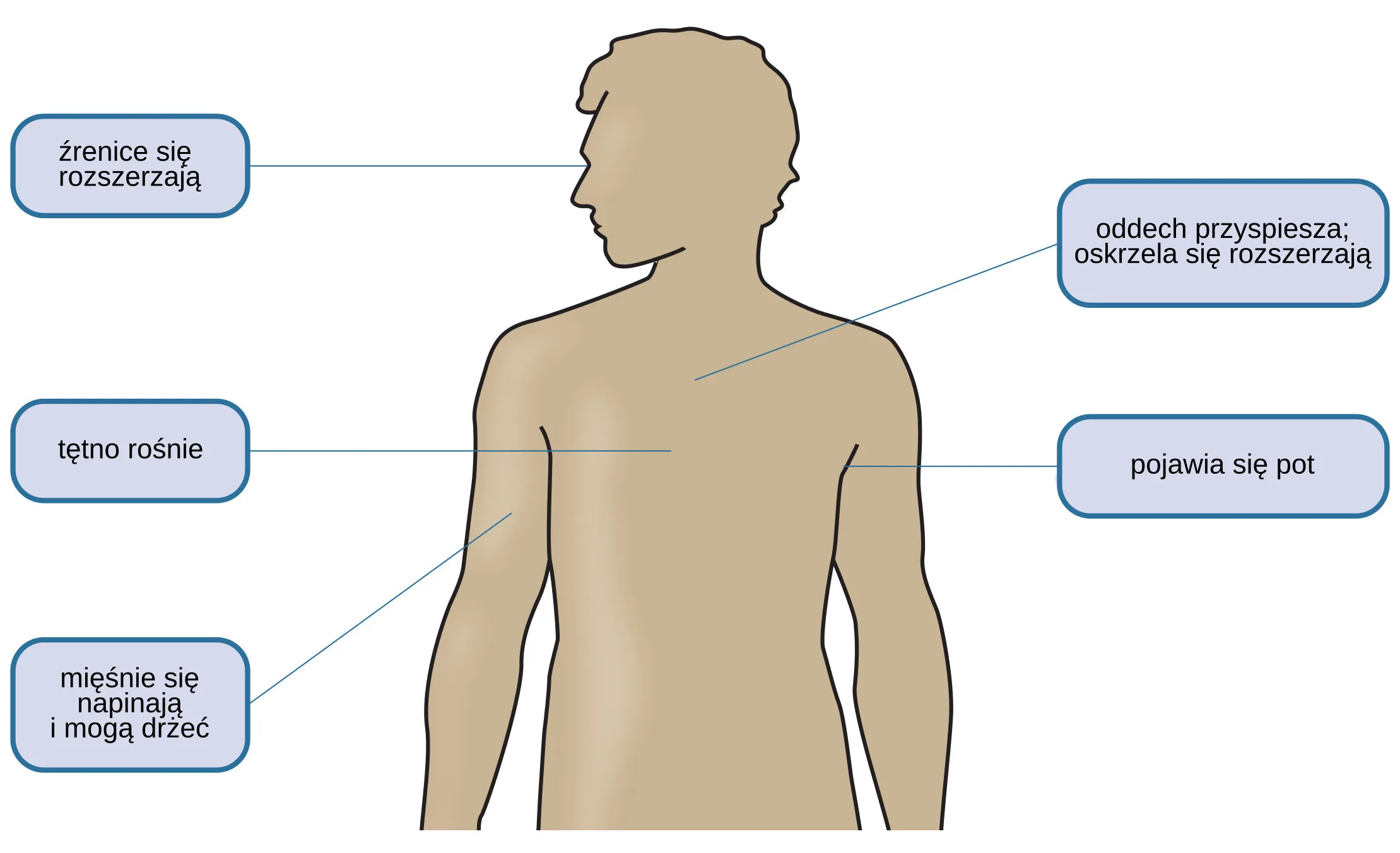 Rysunek przedstawia sylwetkę ludzkiego ciała ze wskazaniem obszarów związanych z reakcją "walcz lub uciekaj". Pobudzenie wynikające z tej reakcji przybiera różne formy: ź, o, t, p, m.