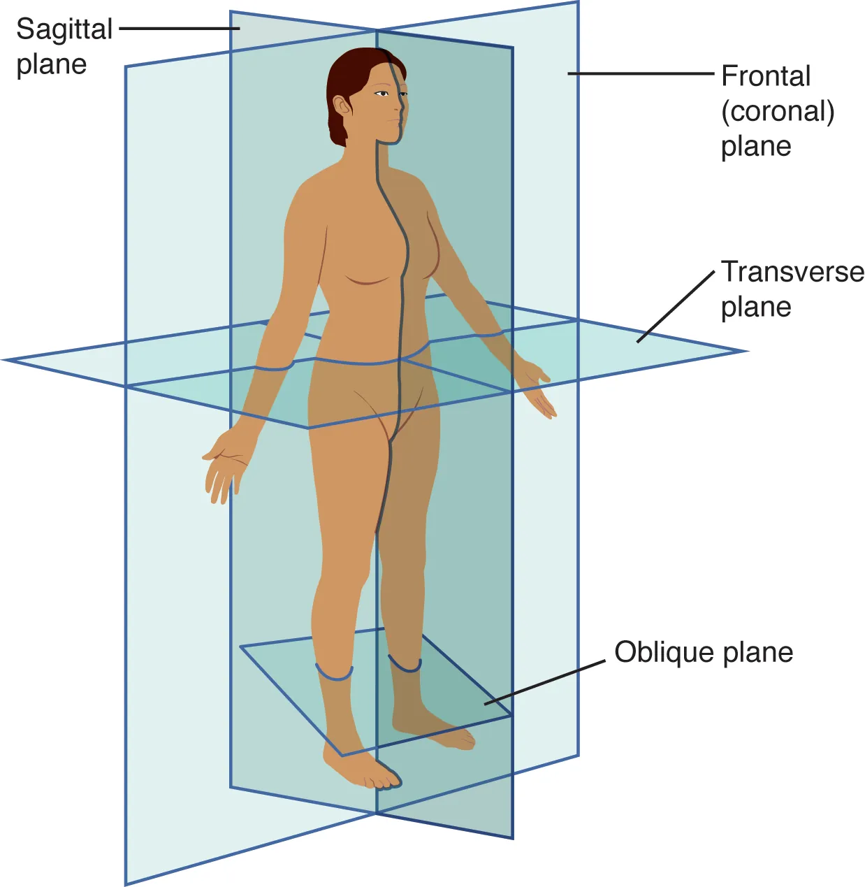 This illustration shows a female viewed from her right, front side. The anatomical planes are depicted as blue rectangles passing through the woman’s body. The frontal or coronal plane enters through the right side of the body, passes through the body, and exits from the left side. It divides the body into front (anterior) and back (posterior) halves. The sagittal plane enters through the back and emerges through the front of the body. It divides the body into right and left halves. The transverse plane passes through the body perpendicular to the frontal and sagittal planes. This plane is a cross section which divides the body into upper and lower halves.