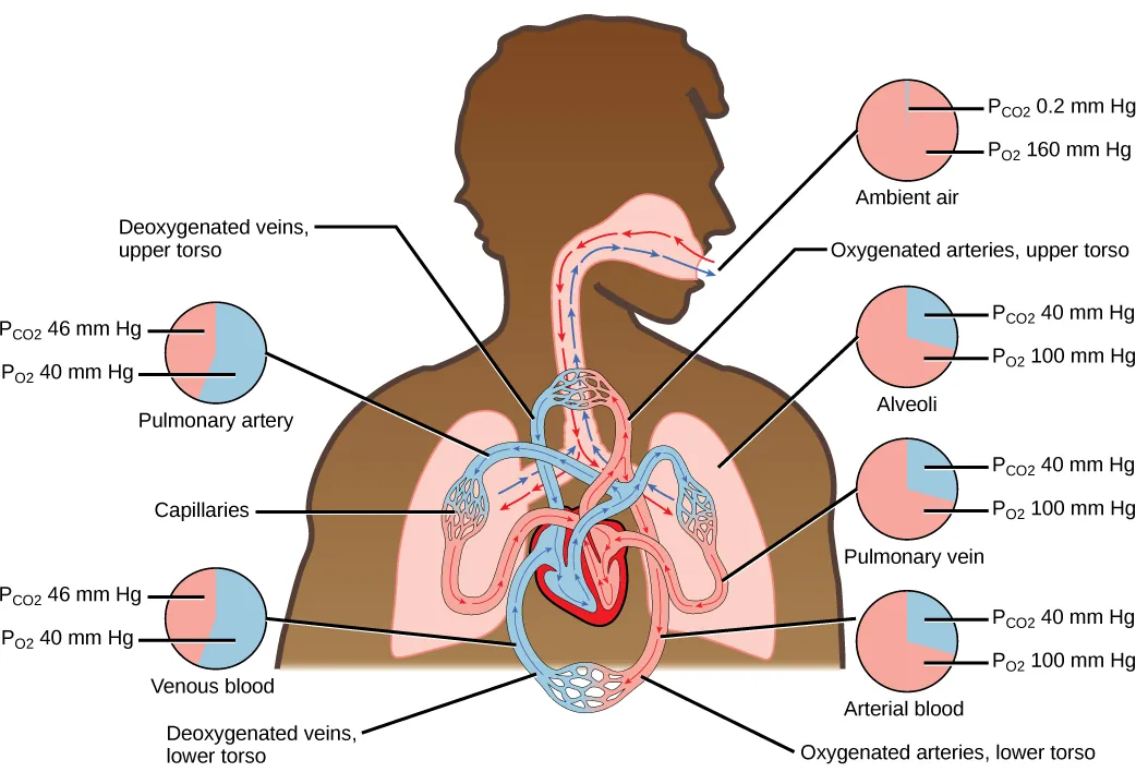 The illustration shows the movement of deoxygenated air into the lungs, and oxygenated air out of the lungs. Also shown is the circulation of blood through the body. Circulation begins when deoxygenated blood in arteries leaves the right side of the heart and enters the lungs. Oxygenated blood exits the lungs, and enters the left side of the heart, which pumps it to the rest of the body via arteries. The partial pressure of oxygen in the atmosphere is 160 millimeters of mercury, and the partial pressure of carbon dioxide is 0.2 millimeters of mercury. The partial pressure of oxygen in the arteries is 100 millimeters of mercury, and the partial pressure of carbon dioxide is 40 millimeters of mercury. The partial pressure of oxygen in the veins is 40 millimeters of mercury, and the partial pressure of carbon dioxide is 46 millimeters of mercury.