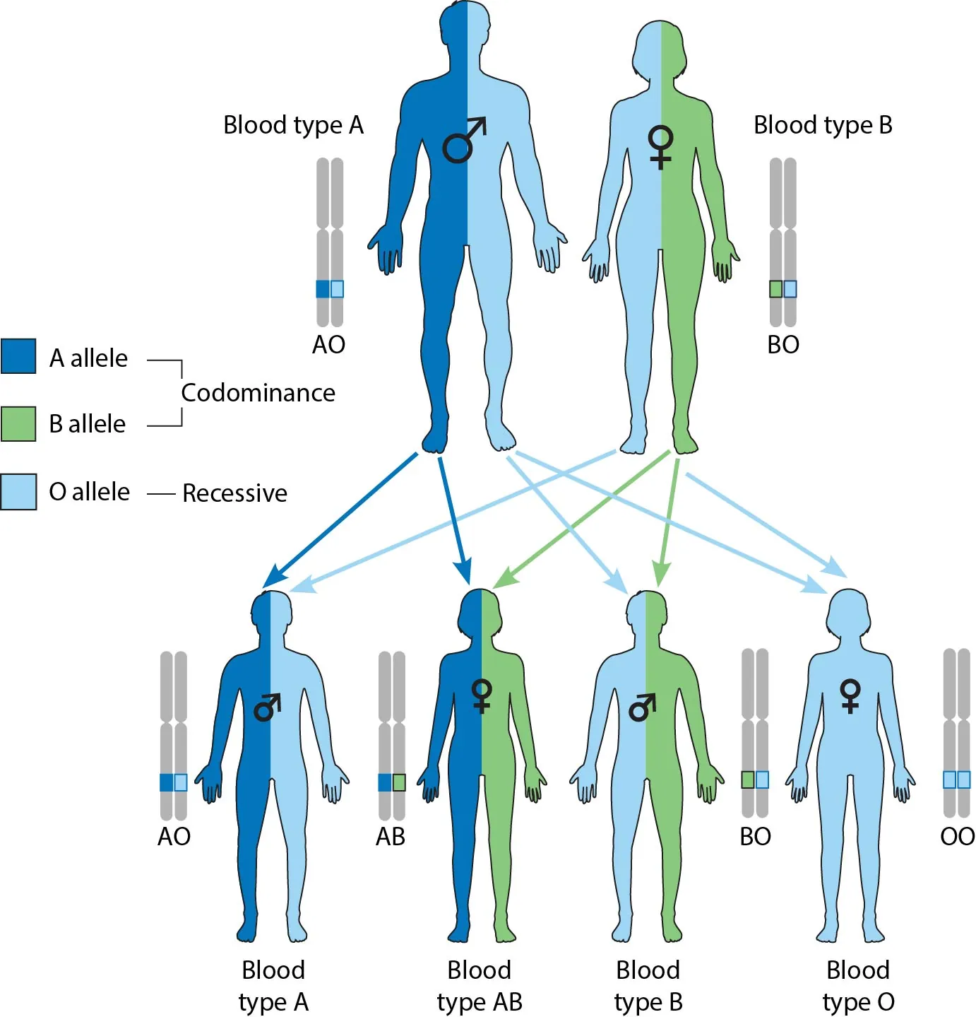 Illustrating showing blood type combinations possible in offspring from parent with blood type A (AO) and B (BO) reproducing. Combinations could include: blood type A (AO), AB (AB), B (BO), O (OO).