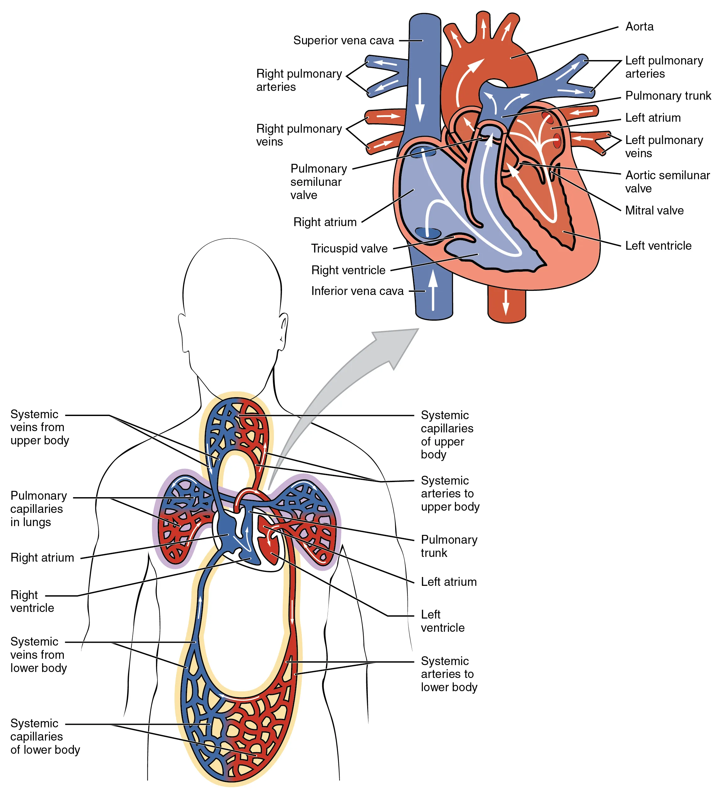 The top panel shows the human heart with the arteries and veins labeled. The bottom panel shows the human circulatory system.
