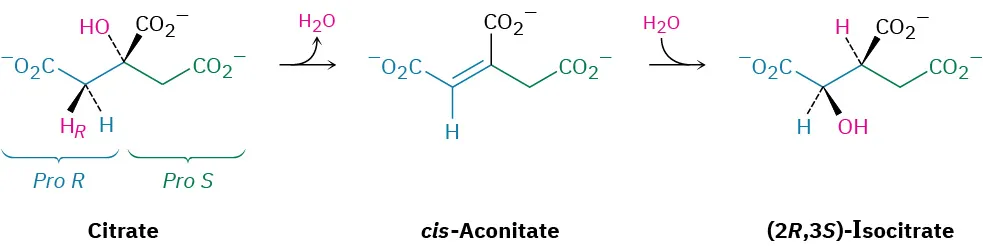 Citrate with labeled pro-R and pro-S hydrogens undergoes dehydration to form cis-aconitate, which is further dehydrated to (2 R,3 S)-isocitrate.