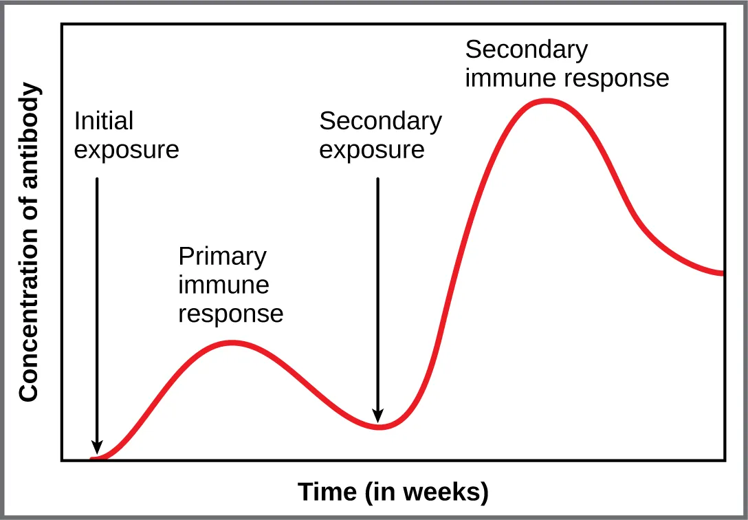 This graph shows the antibody concentration as a function of time in primary and secondary response.