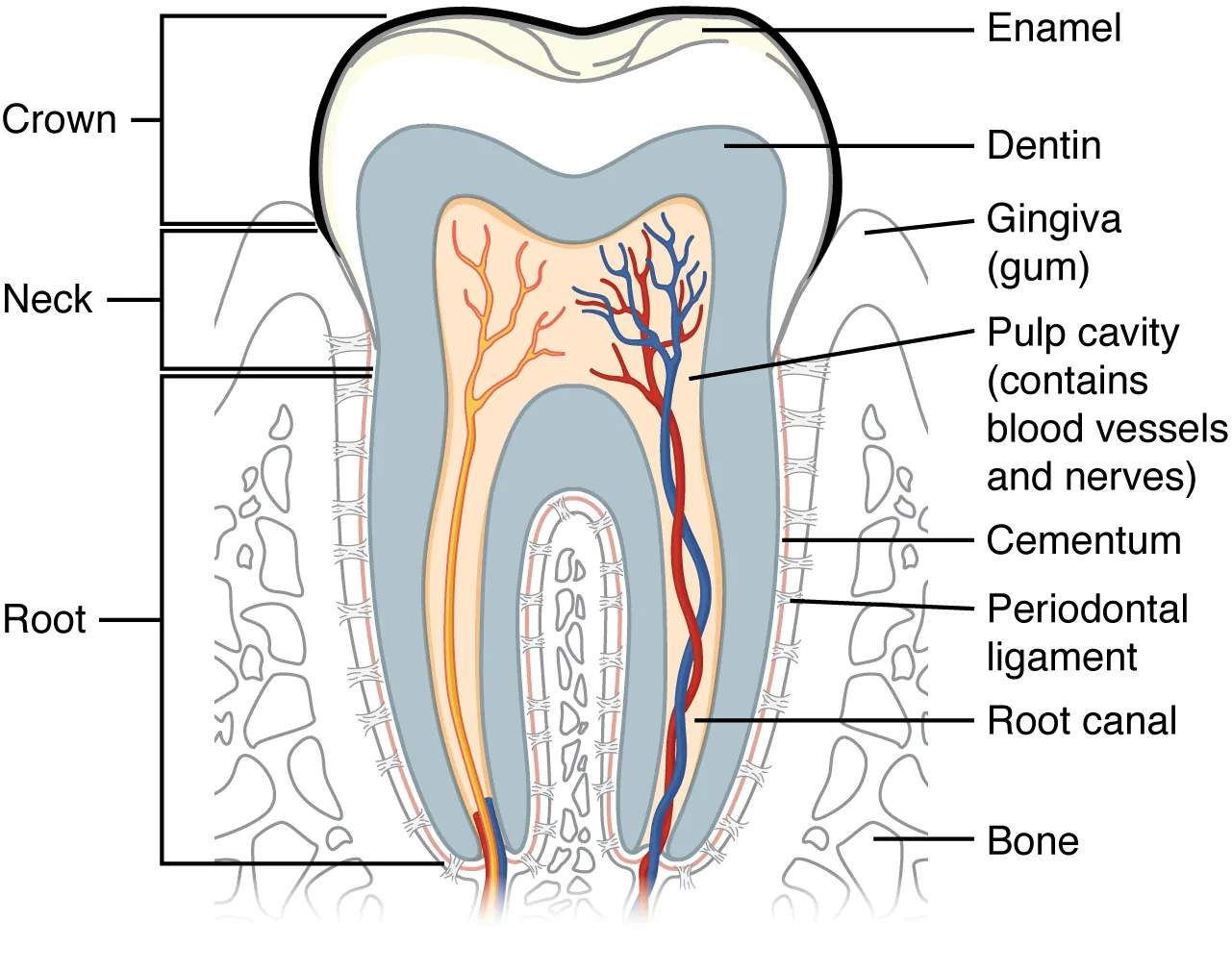 This diagram shows a cross-section of a human tooth elucidating its structure. The major parts of the tooth along with the blood vessels are shown.