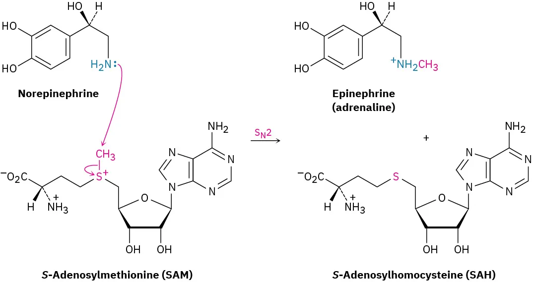 The reaction mechanism of Norepinephrine with S-Adenosylmethionine undergoing S N 2 pathway. S-Adenosylhomocysteine and Epinephrine (adrenaline) are the products formed.