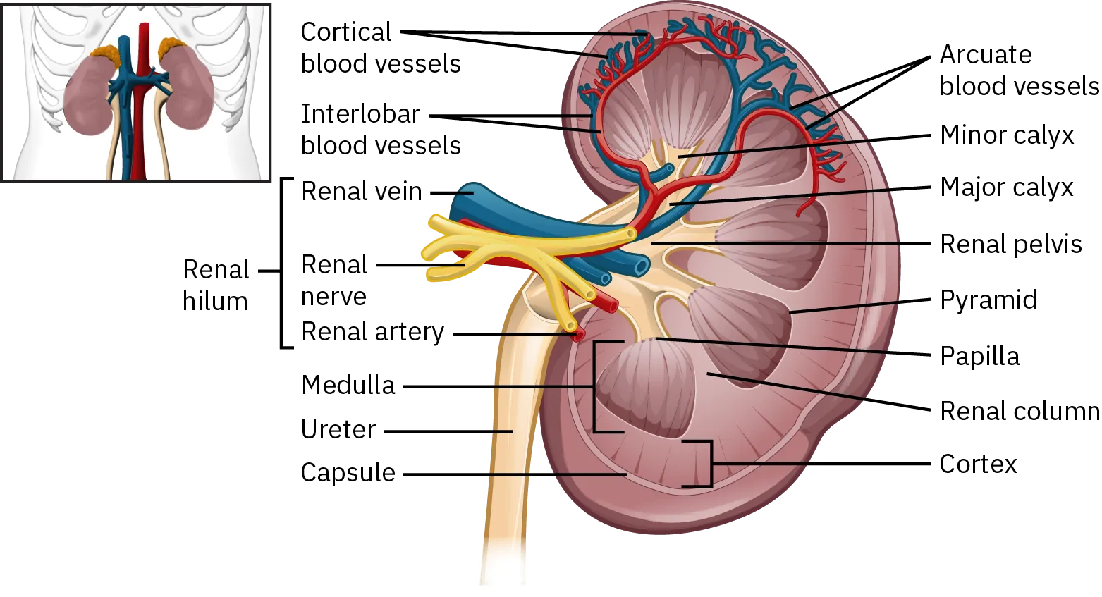 A cross-section of a kidney shows the major parts of the kidney. They are: arcuate blood vessels, minor calyx, major calyx, renal pelvis, pyramid, papilla, renal column, cortex, capsule, ureter, medulla, renal hilum (which consists of the renal artery, renal nerve, and renal vein), interlobar blood vessels, and cortical blood vessels.