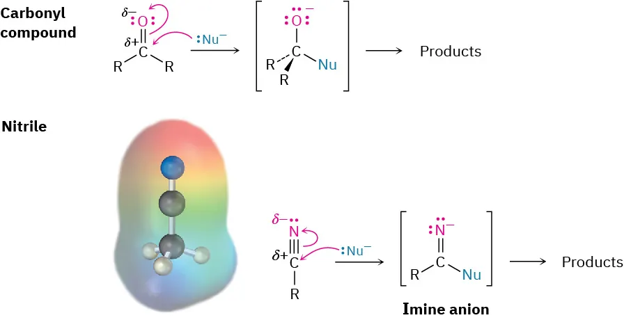Nucleophilic attack on carbon of carbonyl compound forms carbanion and further forms products. Nucleophilic attack on nitrile carbon along with its ball-and-stick model forming imine ion and further forms products.