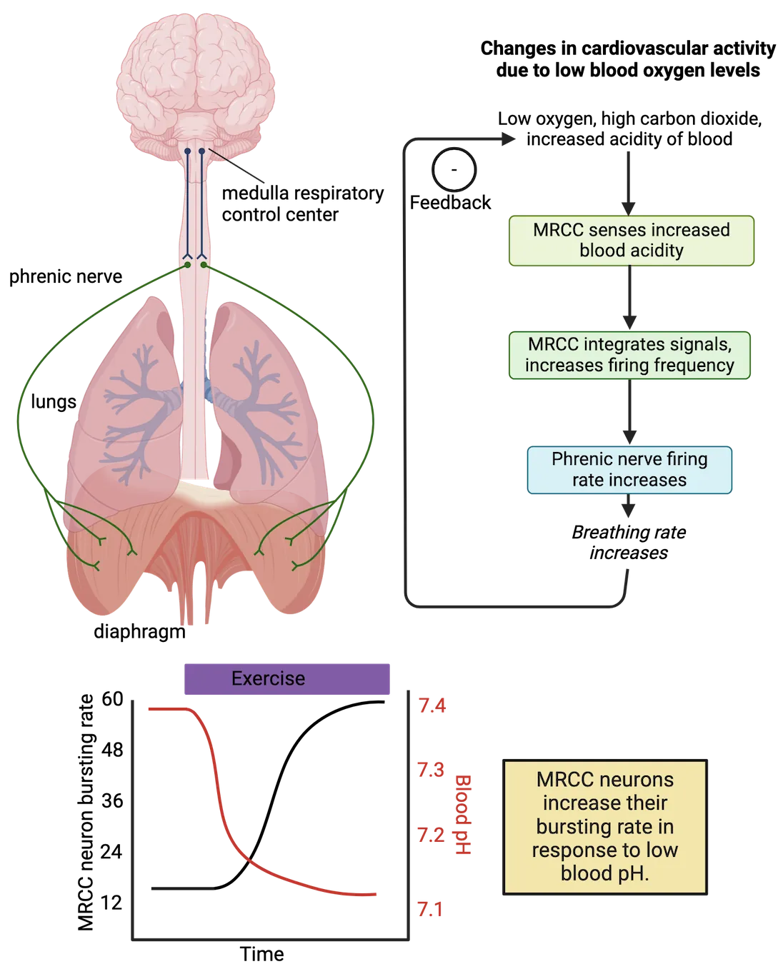 Top shows a diagram of the human brain and lungs, with neurons from medulla respiratory control center connecting to phrenic nerve in the spinal cord, which then connects to the diaphragm. A flow chart of the feedback system described in the main text is also shown. Bottom shows a diagram of protons diffusing from blood on to a receptor on a dendrite plus a graph. Graph shows MRCC neurons increase their bursting rate in response to low blood pH during exercise.