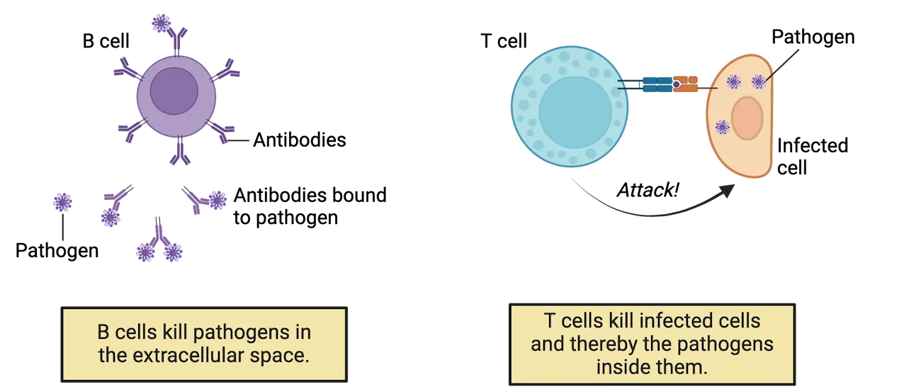 Left shows a B cell with antibodies on the cell surface and secreted into the surrounding environment binding to pathogens. B cells kill pathogens in the extracellular space. Right shows a T cell with cell surface protein binding to an antigen presented on the surface of a cell infected with pathogen. T cells kill infected cells and thereby the pathogens inside them.