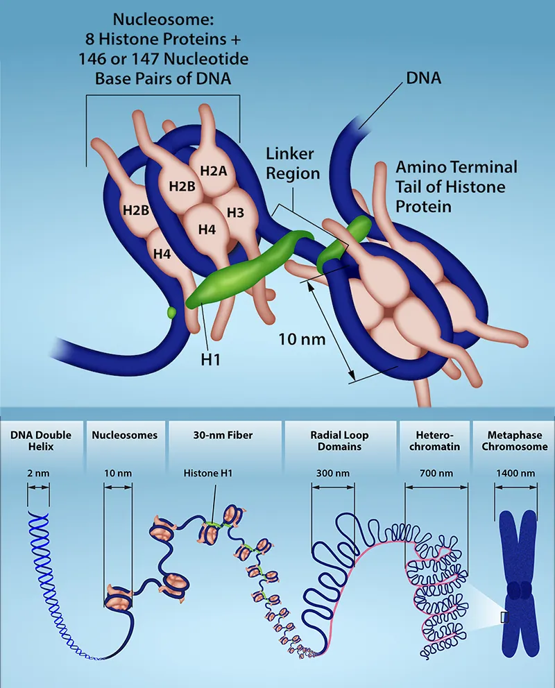 A detail of a nucleosome shows 8 Histone proteins and 146 or 147 Nucleotide Base pairs; they are connected by a linker region to the Amino tail of the histone protein.   Then, several levels of magnification reveal details of DNA.   A D N A double helix is about 2 nanometers wide.  The double helix wraps around proteins called histones to form nucleosomes. The entire D N A molecule wraps around many histones, creating the appearance of beads on a string in the radial loop domains and heterochromatin.  The chromatin fiber further condenses into the chromosome at about 1400 nanometers wide.
