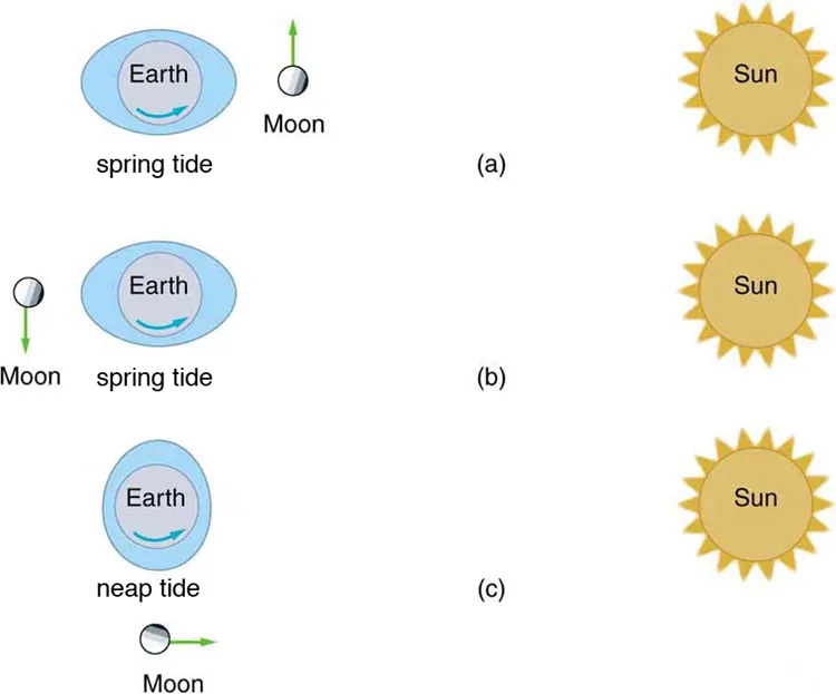 Figure a shows an ellipse, inside which there is a circular image of the Earth. There is a curved arrow in the lower part of the Earth's image pointing in the counterclockwise direction. Alongside this image a circular image of the Moon is also given with dots showing the crates over it. A vertically upward vector from its top is also drawn, which shows the direction of velocity. To the right side of the image, an image of the Sun is also shown, in a circular shape with pointed wiggles throughout its boundary. Figure b shows an ellipse, inside which there is a circular image of the Earth. There is a curved arrow in the lower part of the Earth's image pointing in the counterclockwise direction. Alongside this image a circular image of the Moon is also given with dots showing the crates over it. A vertical downward vector from its bottom is also drawn, which shows the direction of velocity. To the right side of the image, an image of the Sun is also shown, in a circular shape and pointed wiggles throughout its boundary. Figure c shows an ellipse, inside which there is a circular image of the Earth. There is a curved arrow in the lower part of the Earth's image pointing in the counterclockwise direction. Alongside this image a circular image of the Moon is also given with dots showing the crates over it. A horizontal rightward vector from its right side is also drawn, which shows the direction of velocity. To the right side of the image, an image of the Sun is also shown, in a circular shape and pointed wiggles throughout its boundary.