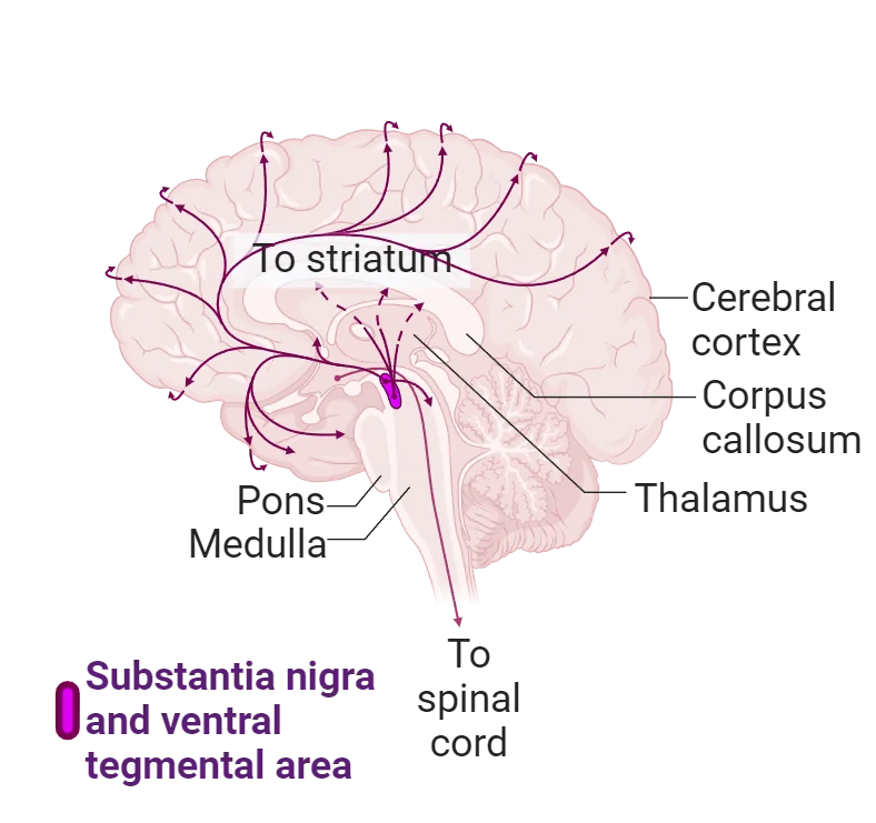 Diagram of a human brain with networks of dopamine projections throughout the cortex and down the spinal cord shown. Cell bodies are concentrated in the brainstem (substantia nigra and ventral tegmental area).