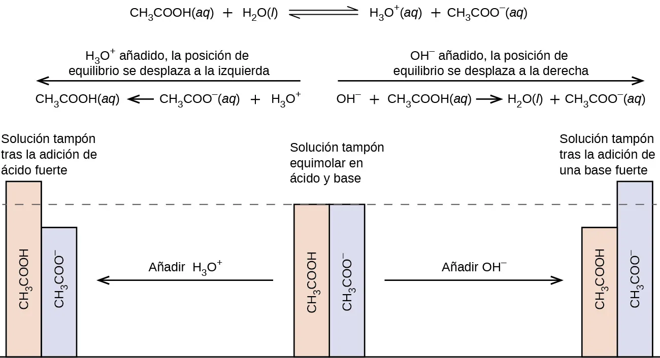 Esta figura comienza con una reacción química en la parte superior: C H subíndice 3 C O O H ( a q ) más H subíndice 2 O ( l ) flecha de equilibrio H subíndice 3 O superíndice signo positivo ( a q ) más C H subíndice 3 C O O superíndice signo negativo ( a q ). Debajo del texto hay una figura que se asemeja a un gráfico de barras. En el centro hay dos barras de igual altura. Una está etiquetada como "C H subíndice 3 C O O H" y la otra como "C H subíndice 3 C O O superíndice signo negativo". Hay una línea punteada a la misma altura de las barras que se extiende a la izquierda y a la derecha. Encima de estas dos barras está la frase "Solución tampón equimolar en ácido y base". Hay una flecha que apunta a la derecha y que está etiquetada como "Añadir O H superíndice signo negativo". La flecha vuelve a señalar dos barras, pero esta vez la barra de C H subíndice 3 C O O H es más corta que la barra de C H subíndice 3 C O O superíndice signo negativo. Encima de estas dos barras está la frase "Solución tampón después de añadir la base fuerte". Desde las barras del medio de nuevo, hay una flecha que apunta a la izquierda. La flecha está etiquetada como "Añadir H subíndice 3 O superíndice signo positivo". Esta flecha vuelve a señalar dos barras, pero esta vez la barra de C H subíndice 3 C O O H es más alta que la barra de C H subíndice 3 C O O superíndice signo negativo. Estas dos barras están etiquetadas como "Solución tampón después de añadir el ácido fuerte".