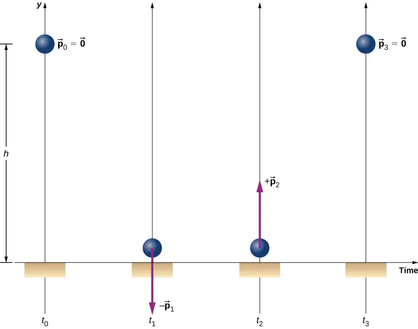 A ball is shown at four different times. At t sub 0 the ball is at a distance h above the floor and has p sub 0 equals 0. At t sub 1 the ball is near the floor. A downward arrow at the ball is labeled minus p sub 1. At t sub 2 the ball is near the floor. An upward arrow at the ball is labeled plus p sub 2. The p sub 1 and p sub 2 arrows are the same length. At t sub 3 the ball at height h again and p sub 3 equals zero.