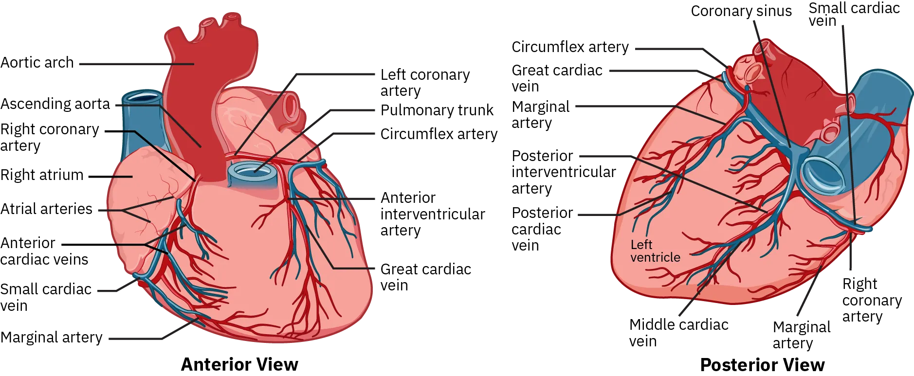 A diagram of the heart, showing the anterior view in the top panel and the posterior view in the bottom panel. The different blood vessels are labeled.