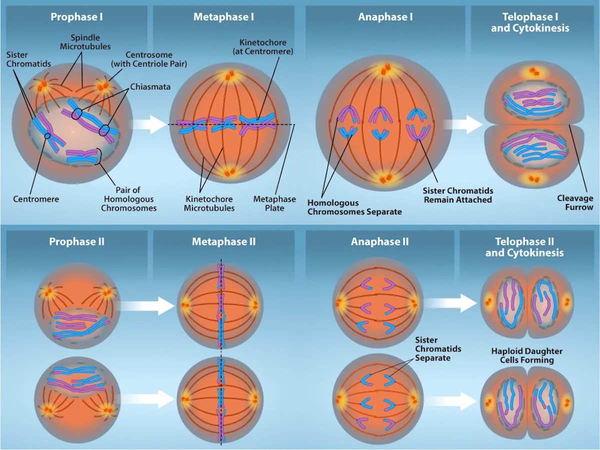 This illustration compares chromosome alignment in meiosis I and meiosis II. In prophase 1, homologous pairs of chromosomes are held together by chiasmata. In metaphase 1, homologous chromosome pairs line up at the metaphase plate. In anaphase 1, the homologous pair separates and the connections at the chiasmata are broken, but the sister chromatids remain attached at the centromere. In Telophase 1, a cleavage furrow forms. In prophase 2, the sister chromatids are held together at the centromere. In metaphase 2, single chromosomes (not pairs) line up at the cell's midpoint. In anaphase 2, the centromere connections are broken and the sister chromatids separate. In telophase 2 the haploid daughter cells are forming.