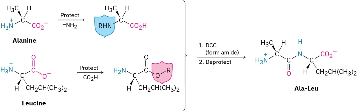 The coupling of an N-protected L-alanine  and a carboxyl-protected L-leucine  ester with D C C, followed by deprotection of the protecting groups  provided the corresponding dipeptide  Ala-Leu