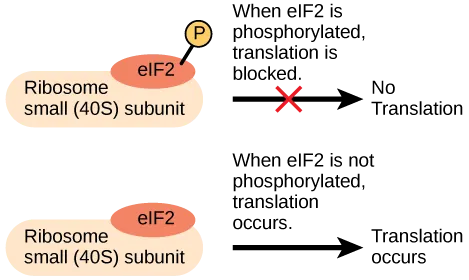 The eIF2 protein is a translation factor that binds to the small 40S ribosome subunit. When eIF2 is phosphorylated, translation is blocked.