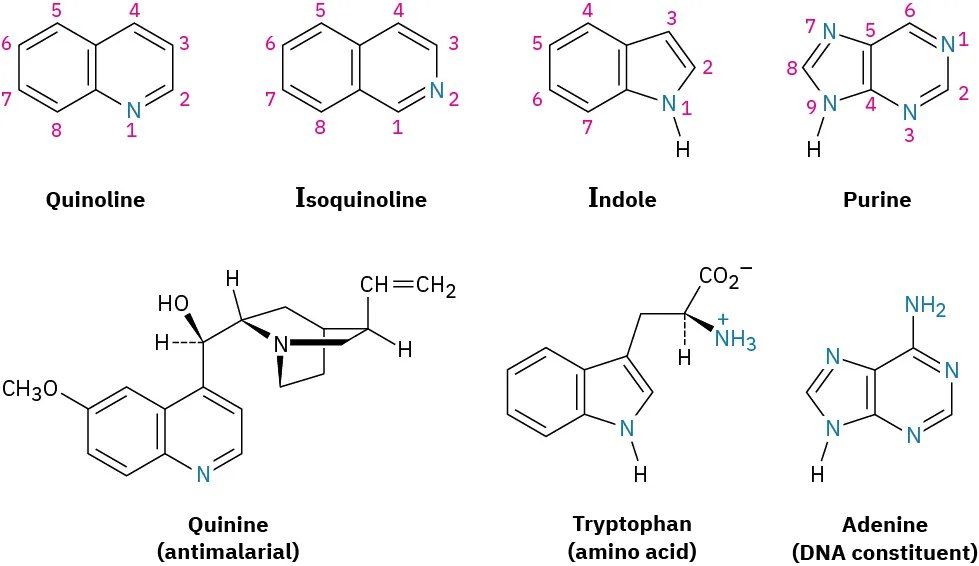 The structures of quinoline, isoquinoline, indole, purine, quinine (antimalarial), tryptophan (amino acid), and adenine (D N A constituent). The atoms are numbered in quinoline, isoquinoline, indole, and purine.