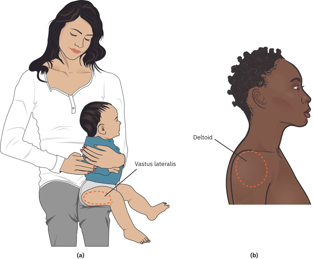 Diagram showing (a) woman holding infant with vastus lateralis marked on infant with dotted oval, (b) woman with deltoid marked with dotted oval.