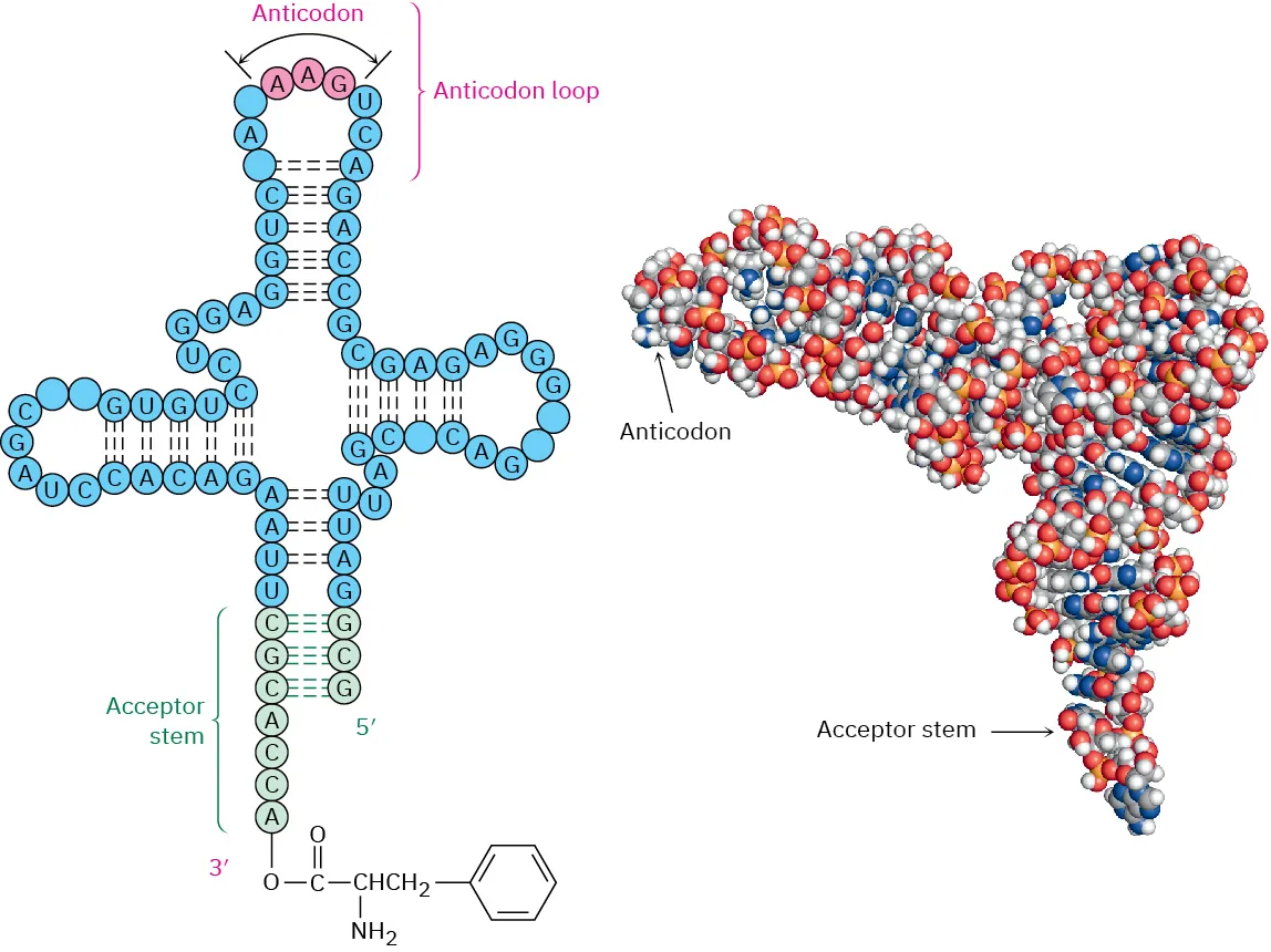 Structure and space-filling model of t R N A. It is cloverleaf shaped containing an anticodon triplet on one leaf and an amino acid unit attached covalently at its 3-prime end.