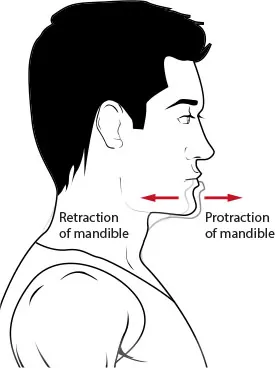 Diagram showing protraction and retraction of mandible