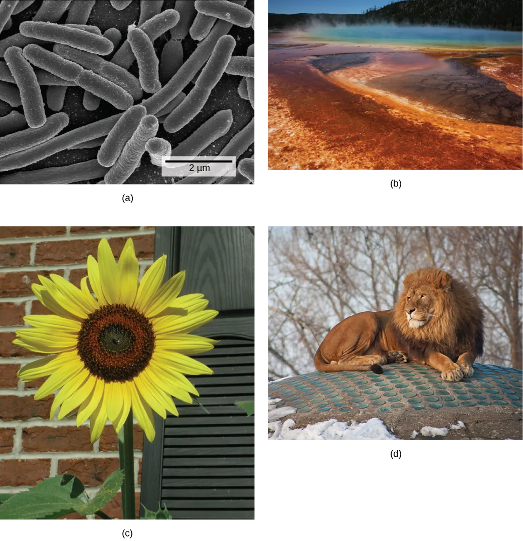 Photo depict: A: bacterial cells. Photo depict: B: a natural hot vent. Photo depict: C: a sunflower. Photo depict: D: a lion.