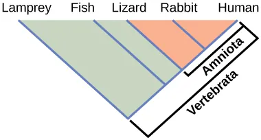 The illustration shows the V-shaped Vertebrata clade, which includes lampreys, fish, lizards, rabbits, and humans. Lampreys are at the left tip of the V, and humans are at the right tip. Three more lines are drawn parallel to the lamprey line; each of these lines starts further up the right arm of the V than the last. At the end of each line, from left to right, are fish, lizards, and rabbits. Lizards, rabbits, and humans are in the clade Amniota, which form a small V nested in the upper right-hand corner of the V-shaped Vertebrata clade.