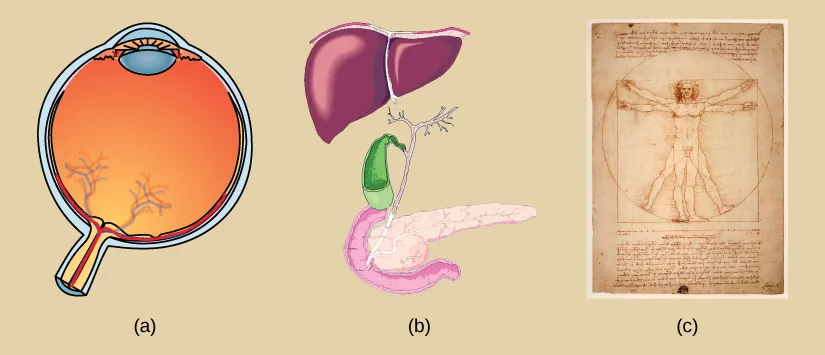 Part A depicts a cross section of an eyeball, which has a lens at the front and a cluster of blood vessels at the back. Part B depicts a liver, which is shaped like a triangle. Beneath the liver is a lobe-shaped gall bladder connected to a pancreas by a stem-like vessel. Part C is a sketch, drawn by Leonardo Da Vinci, of a man standing erect with outstretched arms. Superimposed on this image, the man has his legs spread and his arms uplifted.