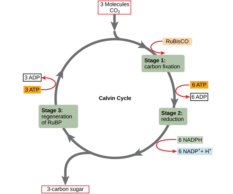 This illustration shows a circular cycle with three stages. Three molecules of carbon dioxide enter the cycle. In the first stage, the enzyme RuBisCO incorporates the carbon dioxide into an organic molecule. Six ATP molecules are converted into six ADP molecules. In the second stage, the organic molecule is reduced. Six NADPH molecules are converted into six NADP+ ions and one hydrogen ion. Sugar is produced. In stage three, RuBP is regenerated, and three ATP molecules are converted into three ADP molecules. RuBP then starts the cycle again.