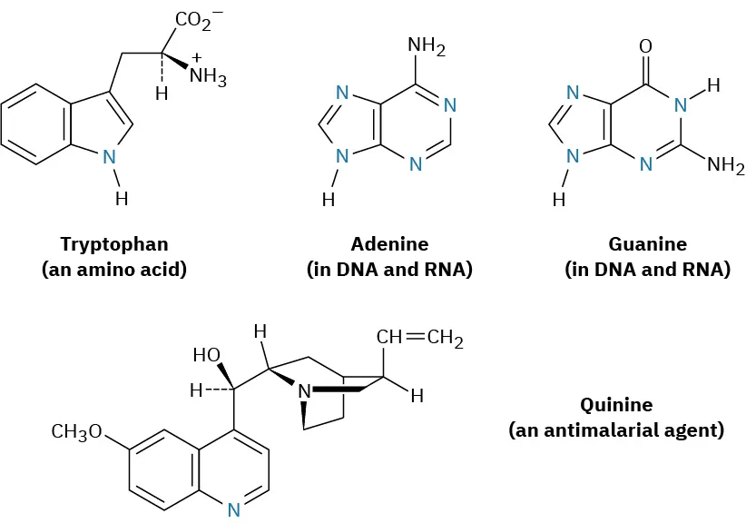 The structures of tryptophan (an amino acid), adenine (in D N A and R N A), guanine (in D N A and R N A), and quinine (an antimalarial agent).