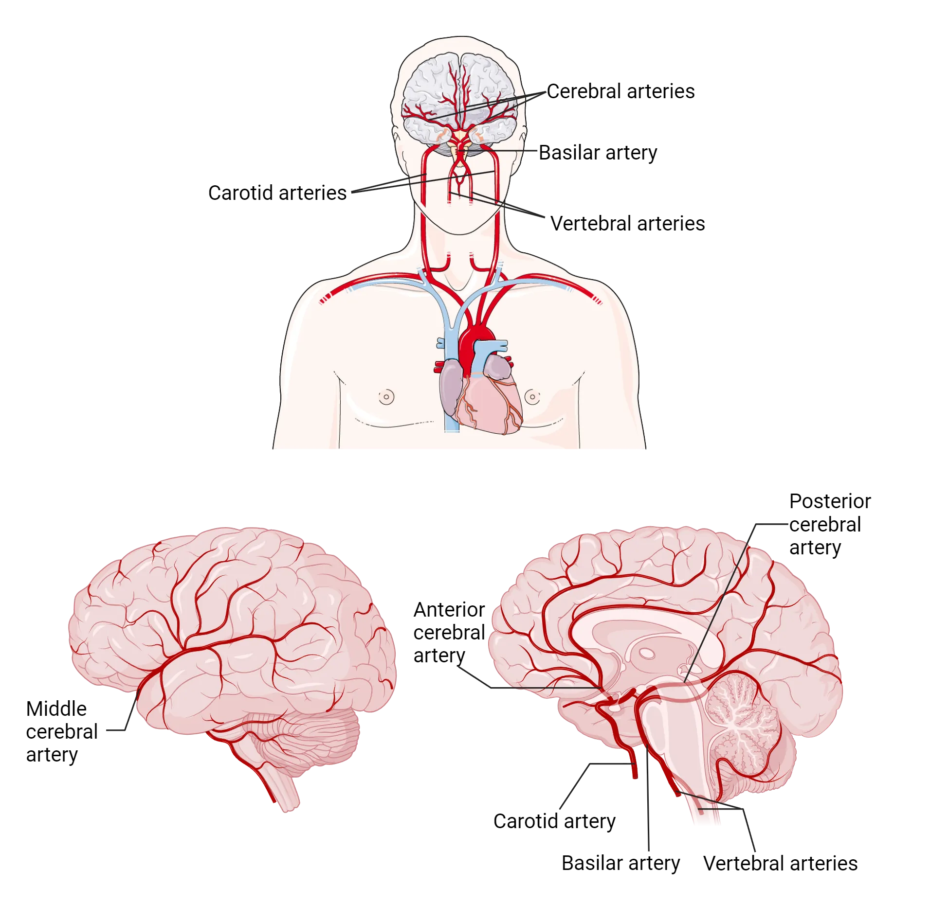 Top show illustration of human head and torso with heart and major vessels heading towards brain. Vertebral arteries ascend into brain from the midline and join to form the basilar artery just beneath the brain while carotid arteries enter laterally. Cerebral arteries are shown branching from the center of the brain towards the sides. Bottom illustrations show lateral midline and surface views with major blood vessels labeled. Middle cerebral artery is only visible along the middle lateral surface of the brain. Carotid artery enters bottom of brain ventrally while basilar artery enters dorsally at midline. Posterior cerebral arteries spread from ventral midline of brain towards back of brain. Anterior cerebral artery spreads from ventral midline to front of brain.