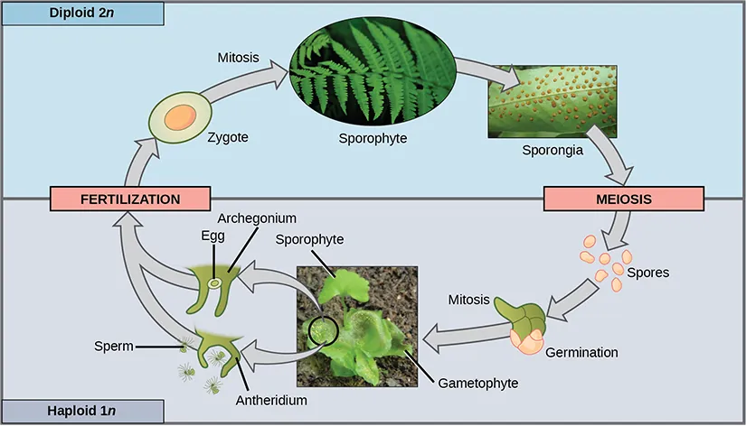 The fern life cycle begins with a diploid (2n) sporophyte, which is the fern plant. Sporangia are found on the bottom of the leaves. Sporangia undergo meiosis to form haploid (1n) spores. The spores germinate and grow into a haploid (1n) green gametophyte that resembles lettuce. The gametophyte contains antheridia that produce sperm, and archegonia that produce eggs. Inside the archegonium the sperm fertilizes the egg, forming a diploid (2n) zygote. The zygote undergoes mitosis to form a diploid (2n) sporophyte, ending the cycle.