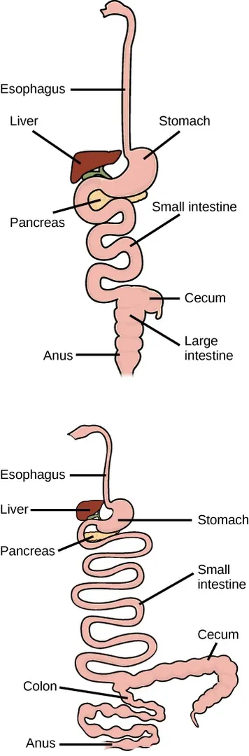 Top: human digestive system with labels (top to bottom) esophagus, stomach, liver, pancreas, small intestine, cecum, large intestine, anus; bottom: rabbit digestive system with labels (top to bottom) esophagus, liver, stomach, pancreas, small intestine, cecum, colon, anus