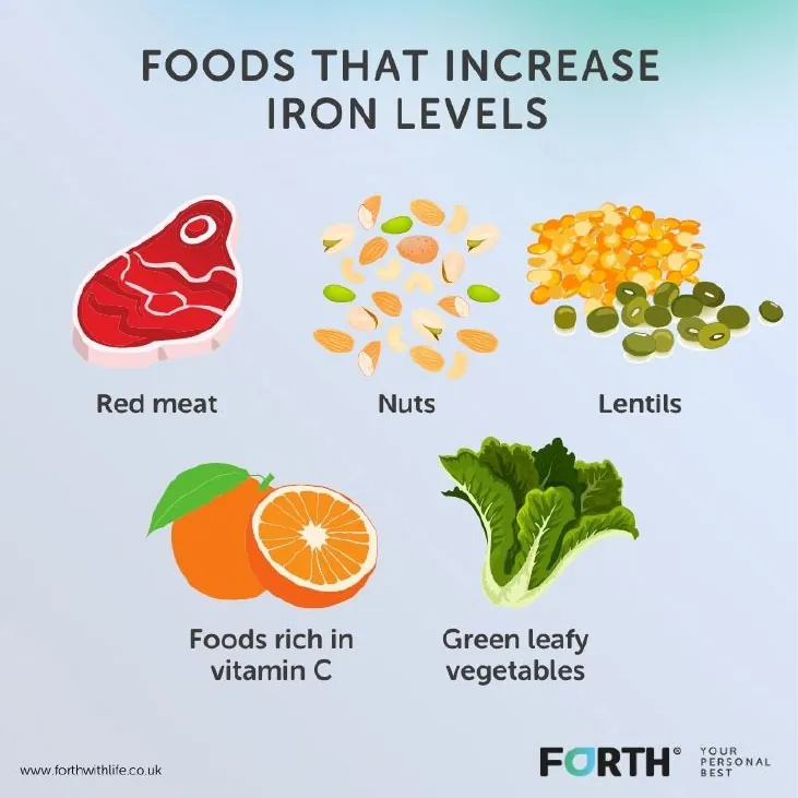 Diagram of foods that increase iron levels showing red meat, nuts, lentils, foods rich in vitamin C, and green leafy vegetables.