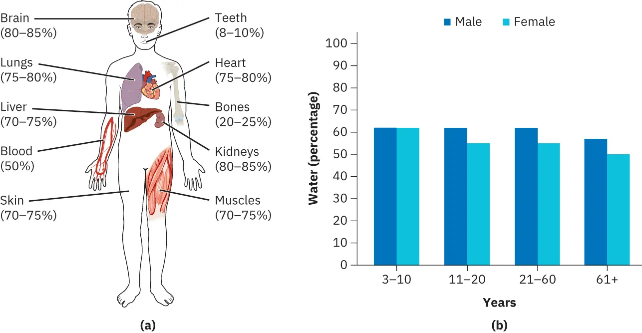 Diagram showing how total body water is a critical component of a person's health: (a) Diagram of body showing percentages of water in various body parts: Brain (80-85%), Lungs (75-80%), Liver (70-75%), Blood (50%), Skin (70-75%), Teeth (8-10%), Heart (75-80%), Bones (20-25%), Kidneys (80-85%), Muscles (70-75%); (b) Graph showing how water percentage decreases as people age