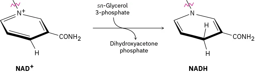 A reaction with nicotinamide adenine dinucleotide cation oxidizes sn-glycerol-3-phosphate to dihydroxyactone phosphate. Nicotinamide adenine dinucleotide cation converts to nicotinamide adenine dinucleotide hydride