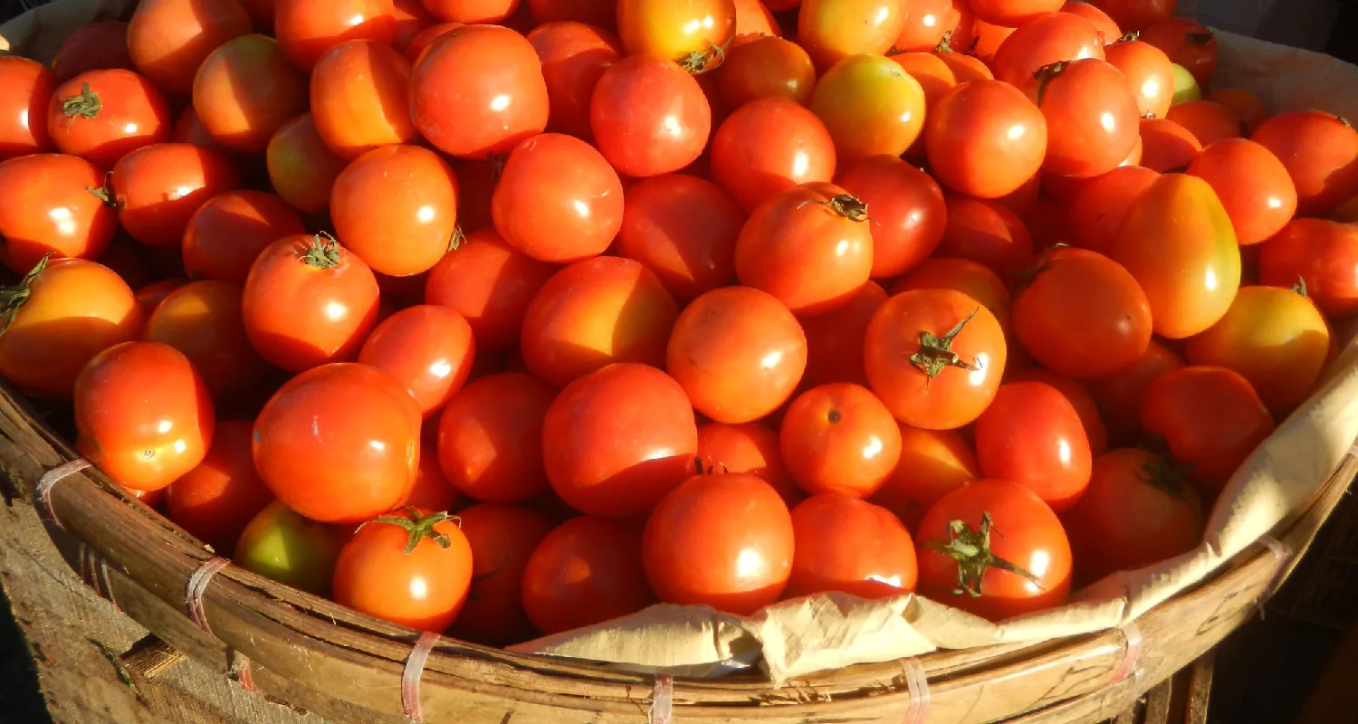 A large basket contains many medium sized tomatoes.