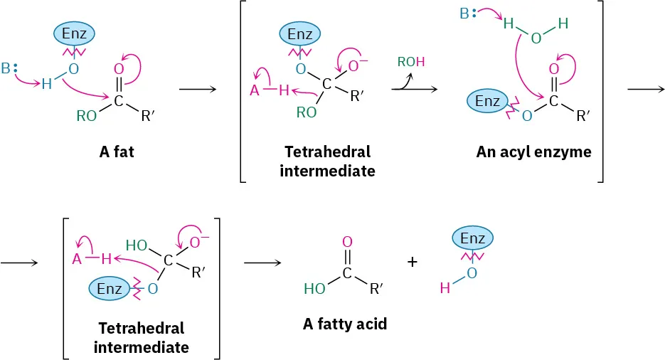 The reaction shows a fat reacting with an enzyme and base to form a fatty acid and regenerating the enzyme. The reaction involves tetrahedral intermediates, shown in parentheses. The curly arrow mechanism is also shown