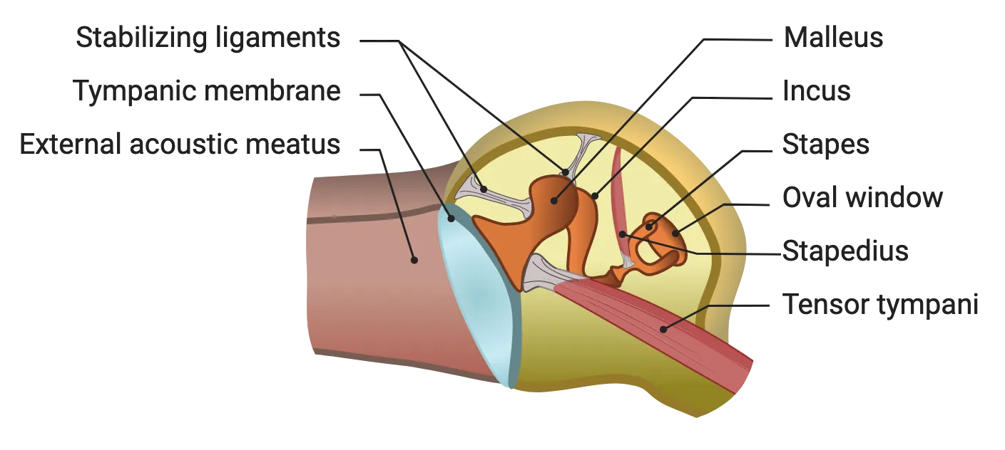 Diagram of the middle ear, showing ossicles connected to ligaments and muscles.