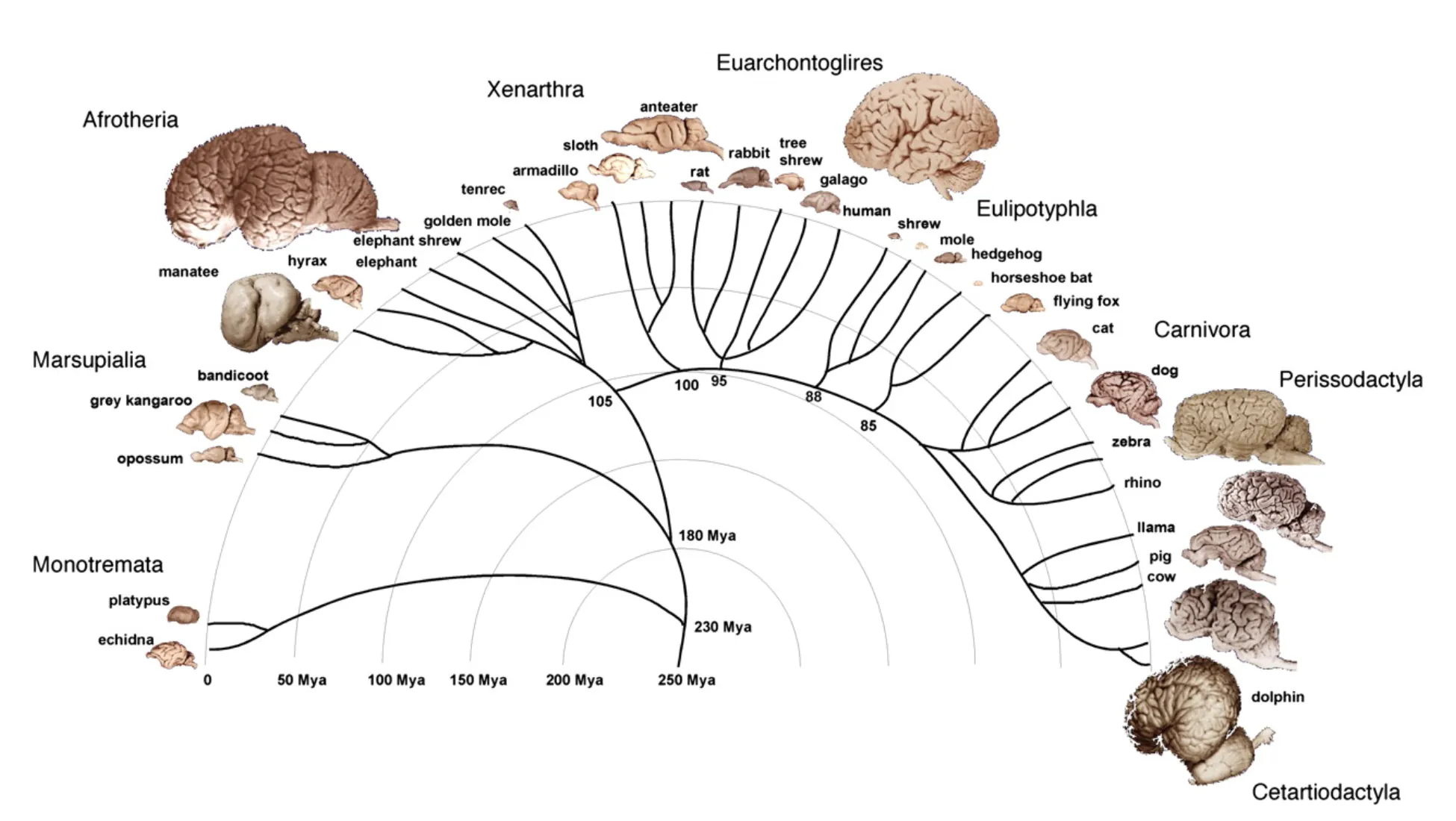 An array of photos of mammalian brains posied at the ends of a phylogentic tree representing the evolutionary relationships of the species. Brains have many different sizes. Some have sulci/gyri while others are smooth.