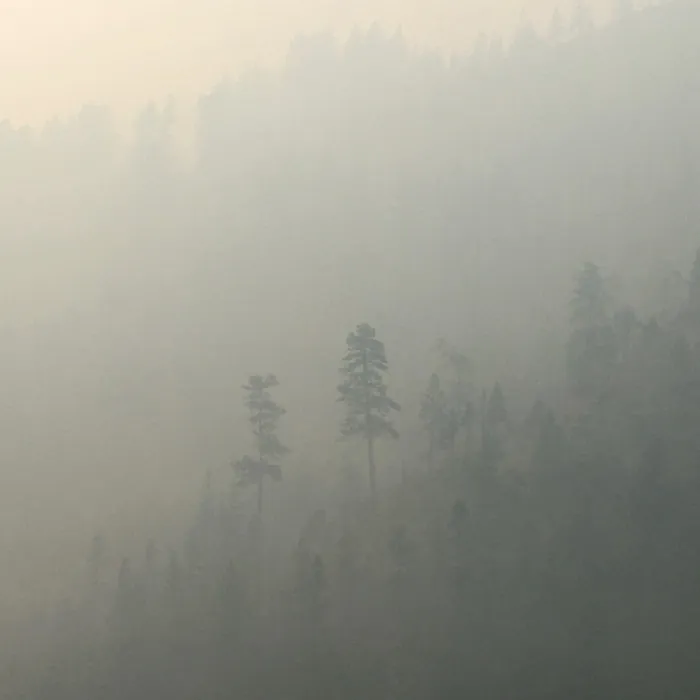 A forest is almost completely obscured from view by smoke.