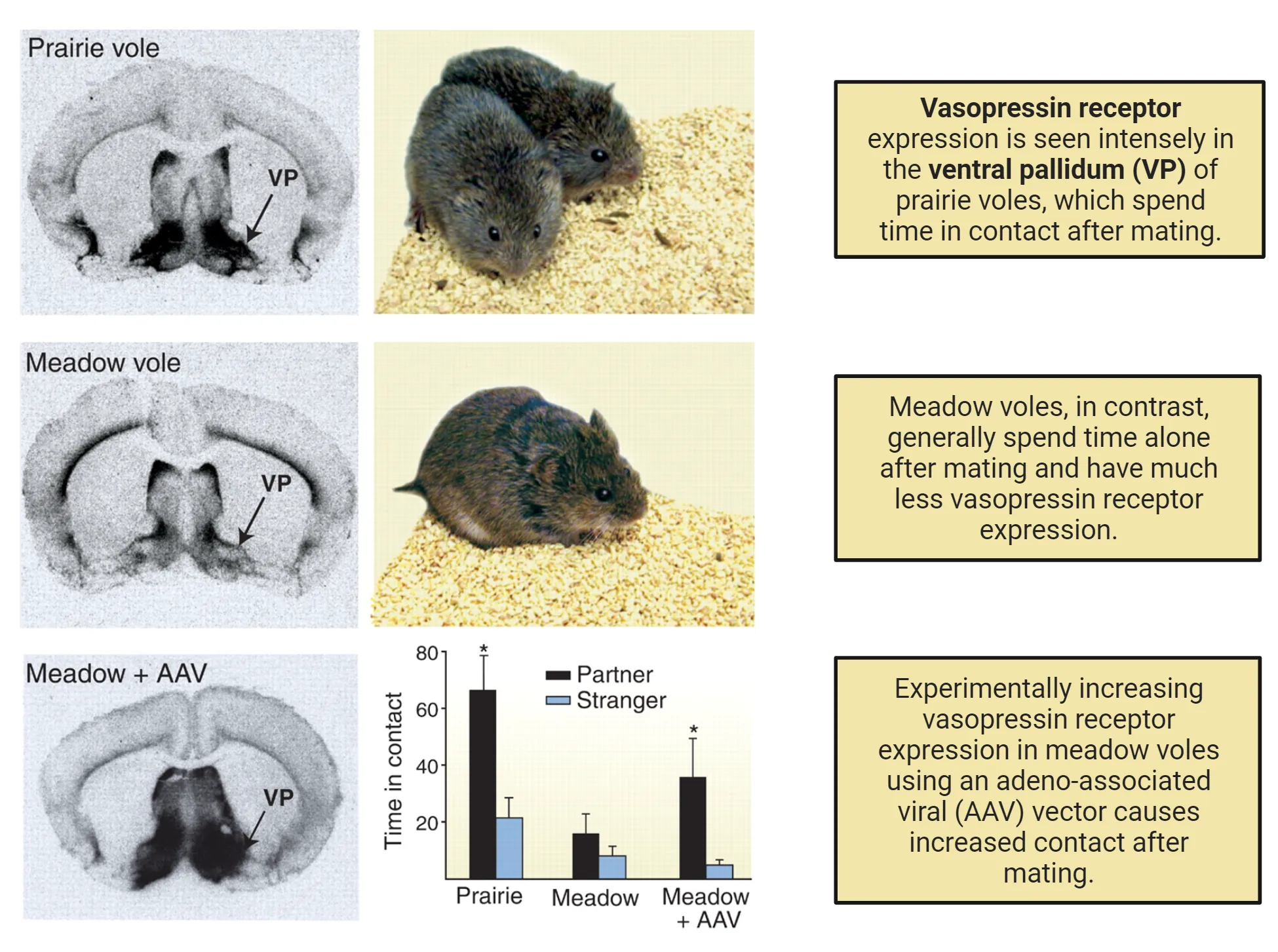 Multi-panel mixture of autoradiograms, photos and a graph. Autoradiograms show a coronal slice of vole brain with dark pigment (vasopressin expression) in the ventral pallidum. Vasopressin receptor expression is seen intensely in the ventral pallidum (VP) of prairie voles, which spend time in contact after mating. Meadow voles, in contrast, generally spend time alone after mating and have much less vasopressin receptor expression. Prairie vole photo shows two furry rodents huddled together. Meadow vole photo shows a similar rodent but sitting alone. An autoradiogram shows that experimentally increasing vasopressin receptor expression in meadow voles using an adeno-associated viral (AAV) vector causes increased vasopressin receptor expression in the ventral pallidum. A bar graph also shows that prairie voles spend more time in contact with a partner over a stranger than meadow voles and that AAV vasopressin receptor overexpression in meadow voles makes them spend more time in contact with a partner, like a prairie vole.