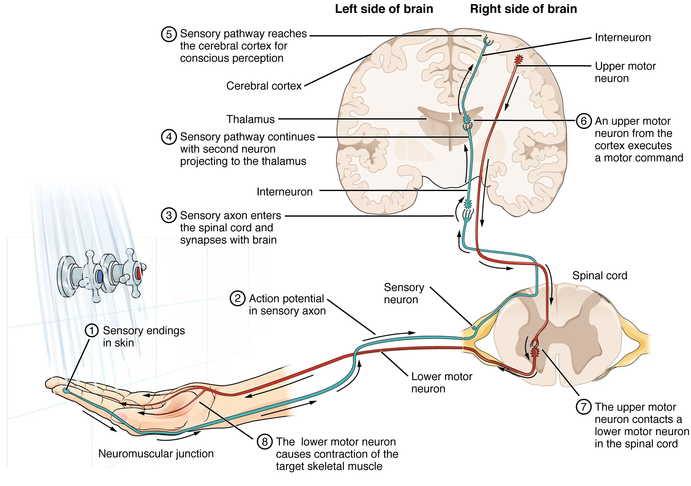 This diagram shows the complete pathway a nerve impulse takes when a person tests the temperature of shower water with their hand. First, a sensory nerve ending in the index finger sends a nerve impulse to the spinal cord. A cross section of one segment of the vertebrae is shown from a superior view. The sensory nerve connected to the nerve ending is located in the dorsal root ganglion. The nerve ending is a dendrite of the sensory neuron, as it also has an axon that synapses with an interneuron. The interneuron then synapses with a second interneuron in the thalamus. This second interneuron synapses with brain tissue in the cerebral cortex, allowing conscious perception of the water temperature. The brain then initiates a motor command by stimulating an upper motor neuron in the cerebral cortex. The axon of the upper motor neuron extends all the way to the spinal cord, where it synapses with a lower motor neuron in the gray matter of the spinal cord. The impulse then travels down the lower motor neuron back to the hand where it synapses with the skeletal muscles of the hand. This triggers the muscle contractions that turn the dials of the shower to adjust the water temperature.