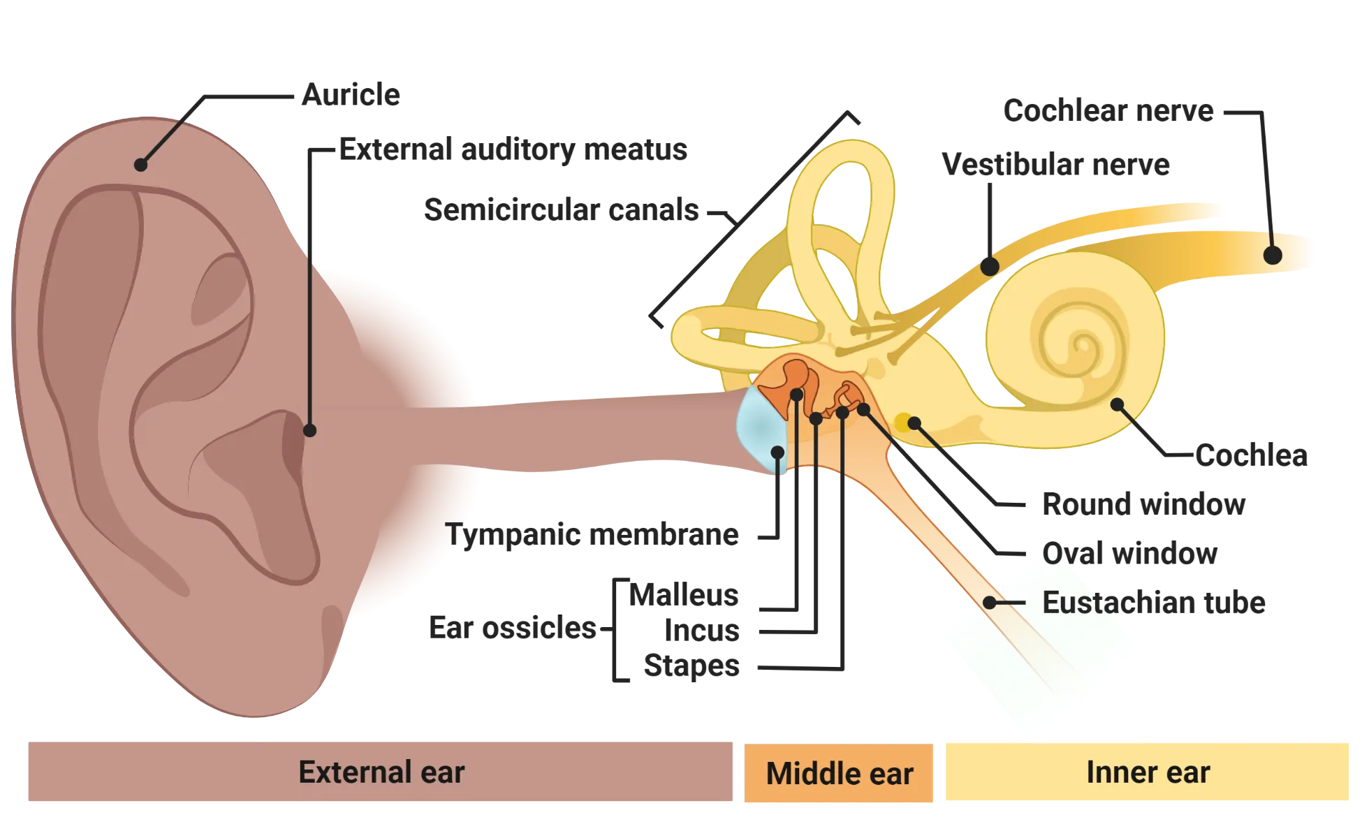 Diagram of the peripheral organs involved in hearing. External ear: auricle to ear canal. Middle ear: Tympanic membrane, ossicles and eustachian tube. Inner ear: cochlea, semicircular canals, vestibular and cochlear nerves.