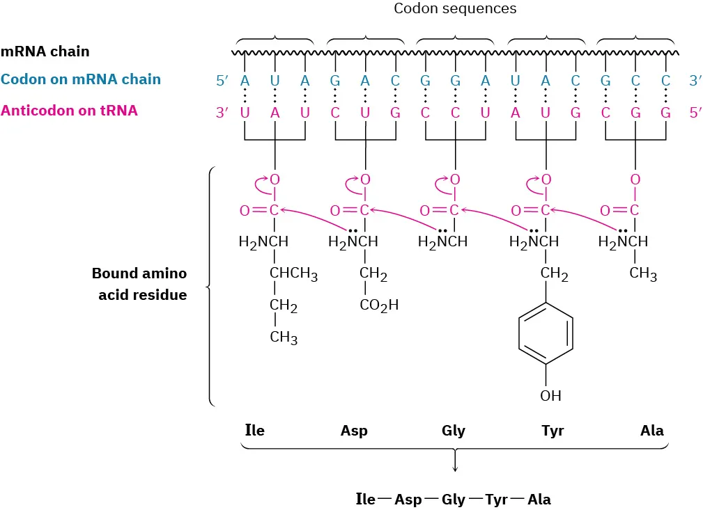 m R N A, codon on m R N A, anticodon on t R N A are presented horizontally, linked to bound amino acid residue. The final peptide is Ile-Asp-Gly-Tyr-Ala.