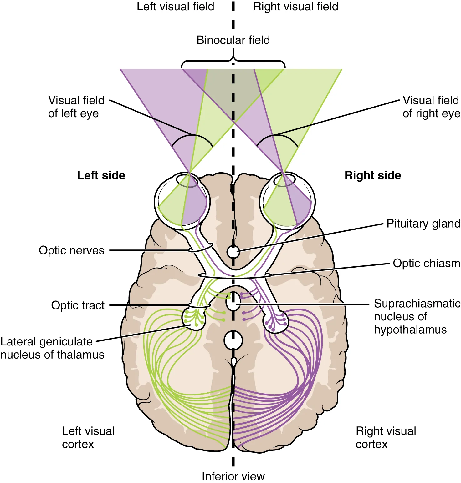This image shows the right and left visual fields in the brain. It describes how the optical fields map to different sides of the brain.